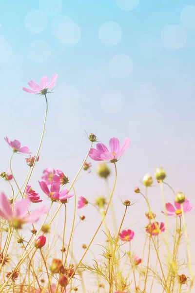 Рожевий Польових Квітів Космос Тлі Блакитного Неба Нижній Подання Тоноване — стокове фото