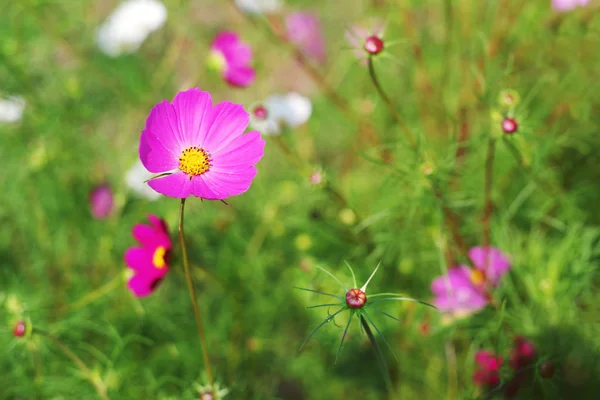 Pink wild flowers (Cosmos). Flower background, soft focus