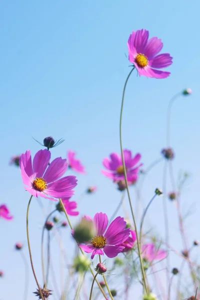 Pink Wild Flowers Cosmos Background Blue Sky Bottom View Toned — Stock Photo, Image