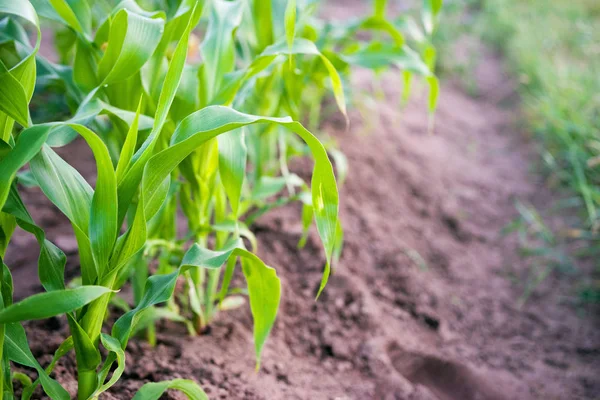 Giovani Foglie Verdi Mais Nel Campo Vicino Contesto Agricolo — Foto Stock