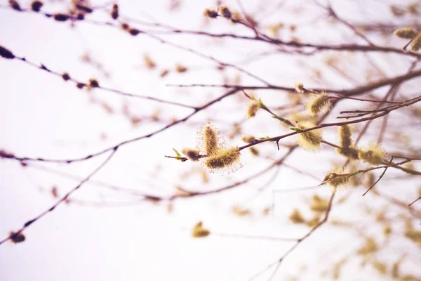 Мягкий Весенний Фон Цветущими Ивовыми Ветвями Тонированный Мягкий Фокус — стоковое фото