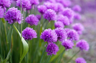 Bahçede yabani soğan mor çiçekler yakın çekim, yumuşak odak