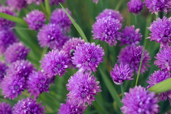 Purple flowers of wild onions in the garden close-up, soft focus