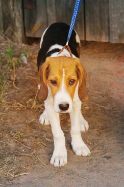Sonbahar gününde eski bir ahşap kapıya karşı Estonya tazı Yavrusu.
