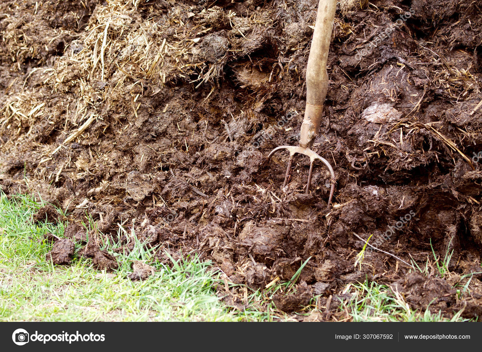 Pitchfork Manure Agricultural Works Kitchen Garden Stock Photo