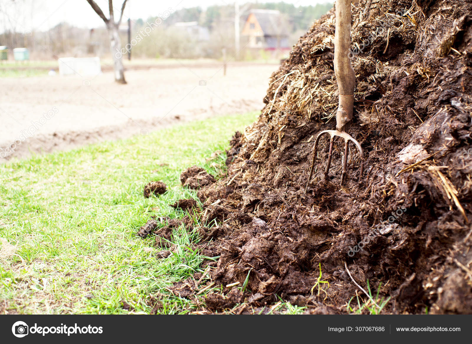 Pitchfork Manure Agricultural Works Kitchen Garden Stock Photo