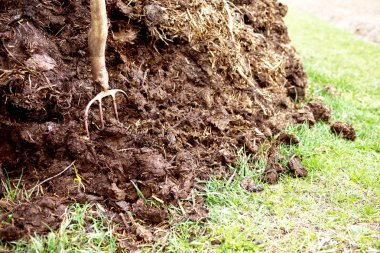 Gübre içinde tırmık. Tarım inşaat üstünde bir sebze bahçesi