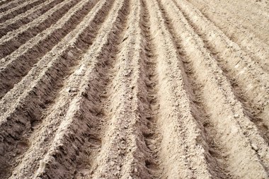 Boş tarlayı sürülmüş. İşlenmiş toprağın dokusu, toprak. Tarım