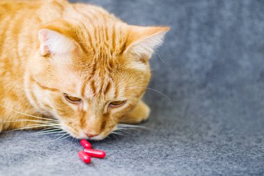 Üzgün turuncu kedi ve kırmızı hapları closeup