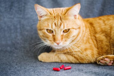 Üzgün turuncu kedi ve kırmızı hapları closeup
