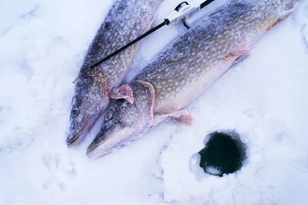 雪の中で捕まった2匹のパイク 川で冬の釣り — ストック写真