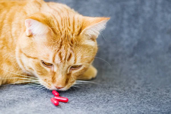 Sad orange cat and red pills closeup