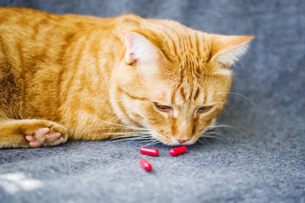 Sad orange cat and red pills closeup