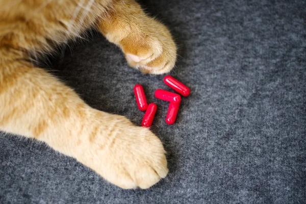 Sad orange cat and red pills closeup