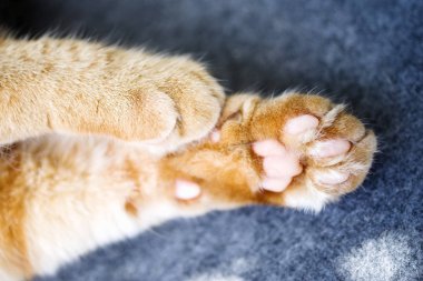 Gri yumuşak yüzey closeup kırmızı kedi pençeleri, yumuşak odak