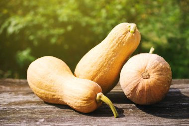 Bir sonbahar güneşli bir günde yeşillik bir arka plan üzerinde eski bir ahşap tahta üzerinde üç sarı parlak kabaklar, yumuşak odak. Hasat kabakları.