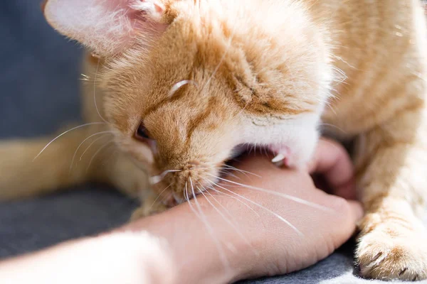 Gato Rojo Muerde Mano Humana Primer Plano — Foto de Stock