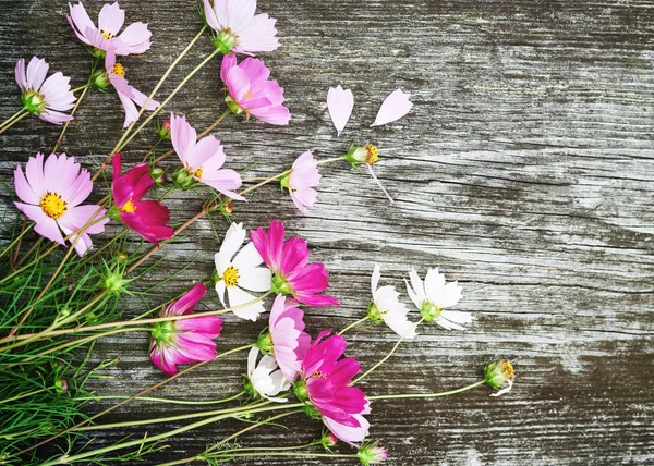 Rosa Och Vita Vilda Blommor Kosmos Gamla Trä Bakgrund Tonas — Stockfoto