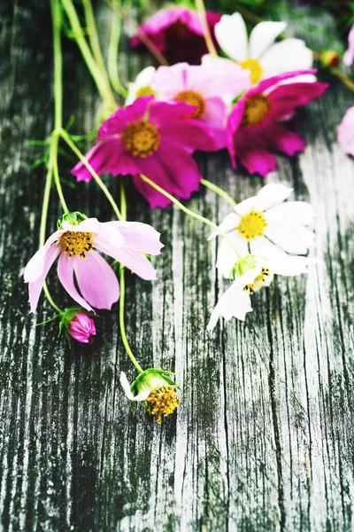 Рожеві Білі Дикі Квіти Космос Старому Дерев Яному Фоні Тоновані — стокове фото