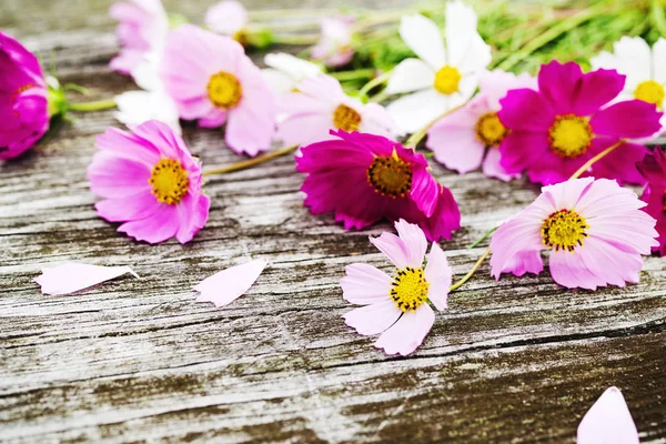 Rosa Och Vita Vilda Blommor Kosmos Gamla Trä Bakgrund Tonas — Stockfoto