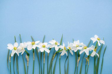Mavi arkaplanda bir buket narsis çiçeği, üst görünüm, boşluğu kopyala