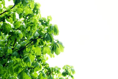 Hafif arka planda kestanenin taze parlak yaprakları olan dallar. Bahar arkaplanı, kopyalama alanı.