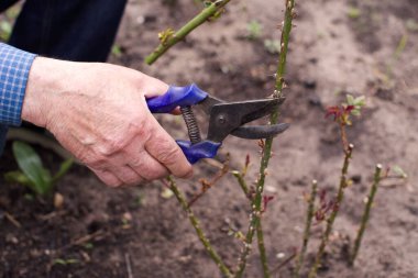 Bahçıvanın elleri, baharda bahçede makasla kesilmiş gül çalıları, yakın plan.