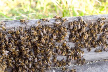 Kovan yakınında bir arı kolonisi, yumuşak odaklı. Arı sürüsü. Arıcılık