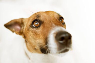 Dinlenen köpek Jack Russell Terrier, yakın plan.