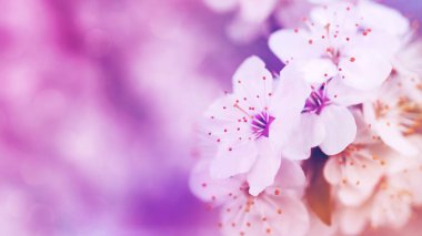 Beyaz çiçek dalları olan parlak bahar çiçekleri, yumuşak odak, tonlu