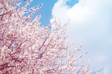 Bahçesinde beyaz çiçekler olan bahar çiçekli ağaçlar mavi gökyüzüne karşı, boşluğu kopyalayın. Bahar arkaplanı