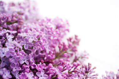 Beyaz arka planda leylak çiçekleri, yumuşak odak, klasik tonda. Çiçek arka planı