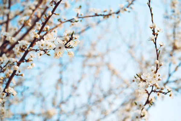 Primavera Alberi Fioriti Con Fiori Bianchi Nel Giardino Contro Cielo — Foto Stock