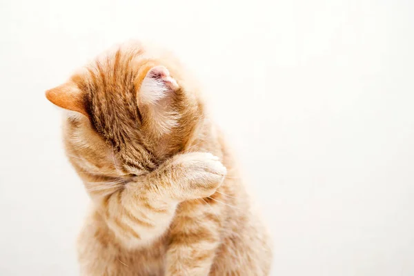 Kırmızı arka planda kırmızı bir kedinin portresi. Utangaç kedi yüzünü pençesinin arkasına sakladı ya da kediyi yıkadı.