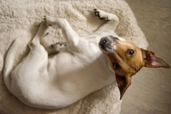 Perro Reposo Jack Russell Terrier Primer Plano — Foto de Stock