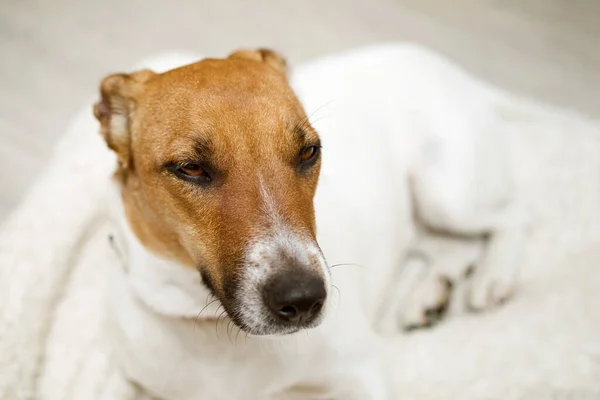 Perro Reposo Jack Russell Terrier Primer Plano — Foto de Stock