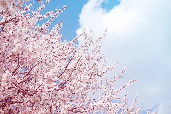 Frühjahrsblühende Bäume Mit Weißen Blüten Garten Gegen Den Blauen Himmel — Stockfoto