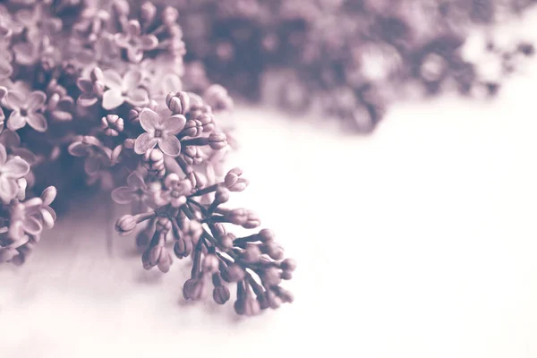 Lilac Flowers Closeup White Background Soft Focus Vintage Toned Floral — Stock Photo, Image