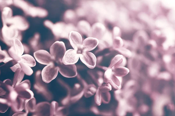 Lilac Flowers Closeup Soft Focus Vintage Toned Floral Background — Stock Photo, Image