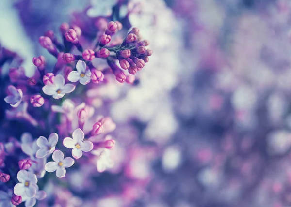 Fliederblüten Nahaufnahme Weicher Fokus Vintage Getönt Floraler Hintergrund — Stockfoto