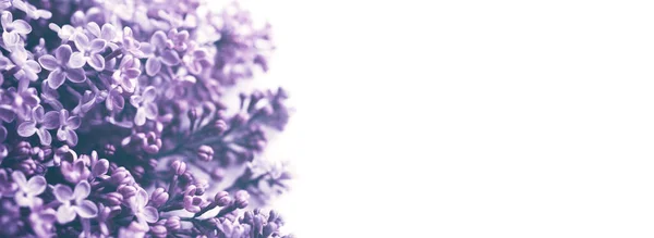 Lilac Bloemen Close Witte Achtergrond Zachte Focus Vintage Toned Bloemen — Stockfoto