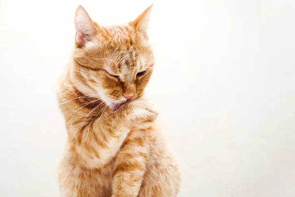 Портрет Имбирной Мыльной Кошки Поднятой Лапой Светлом Фоне — стоковое фото
