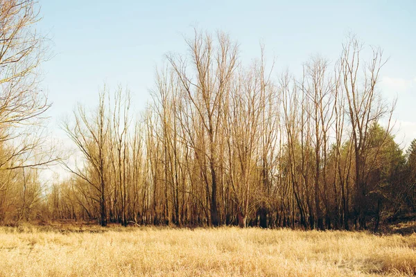 Voorjaarslandschap Bladloze Bomen Een Veld Met Geel Droog Gras Een — Stockfoto