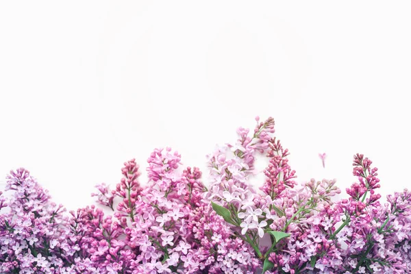 Bunga Lilac Menutup Pada Latar Belakang Putih Fokus Lembut Latar — Stok Foto