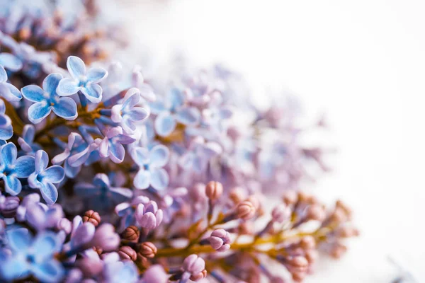 Lilac Flowers Closeup White Background Soft Focus Vintage Toned Floral — Stock Photo, Image