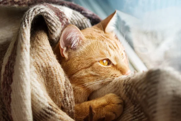 Chat Rouge Enveloppé Dans Plaid Regarde Par Fenêtre — Photo