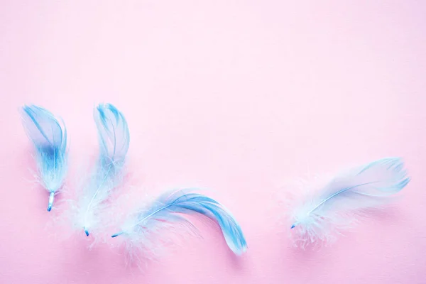 Gentle background with blue feather on a pink background close-up, soft focus
