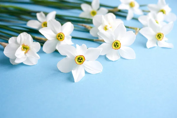 Ramo Flores Blancas Narcisos Sobre Fondo Azul Espacio Para Copiar — Foto de Stock