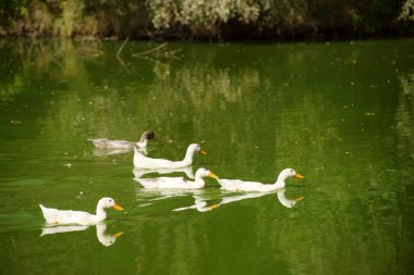 Evcil beyaz ördekler güneşli bir yaz gününde gölde yüzerler.