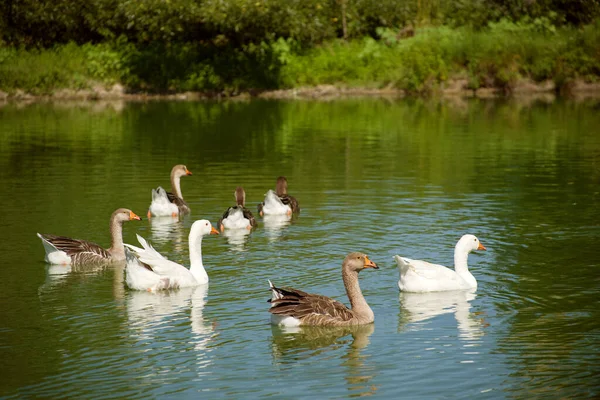 Gansos Domésticos Patos Nadan Lago Día Soleado Verano — Foto de Stock